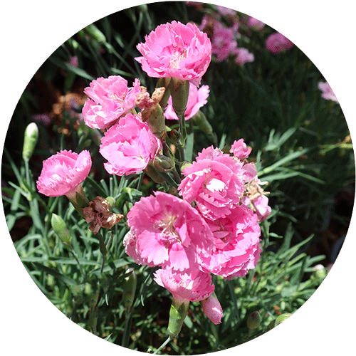 Pink Perennial Dianthus.